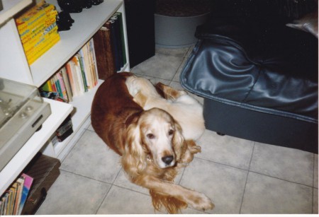 Samen met Beauty slapen