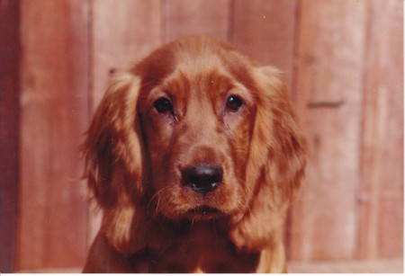 Donald in zijn Glorietijd